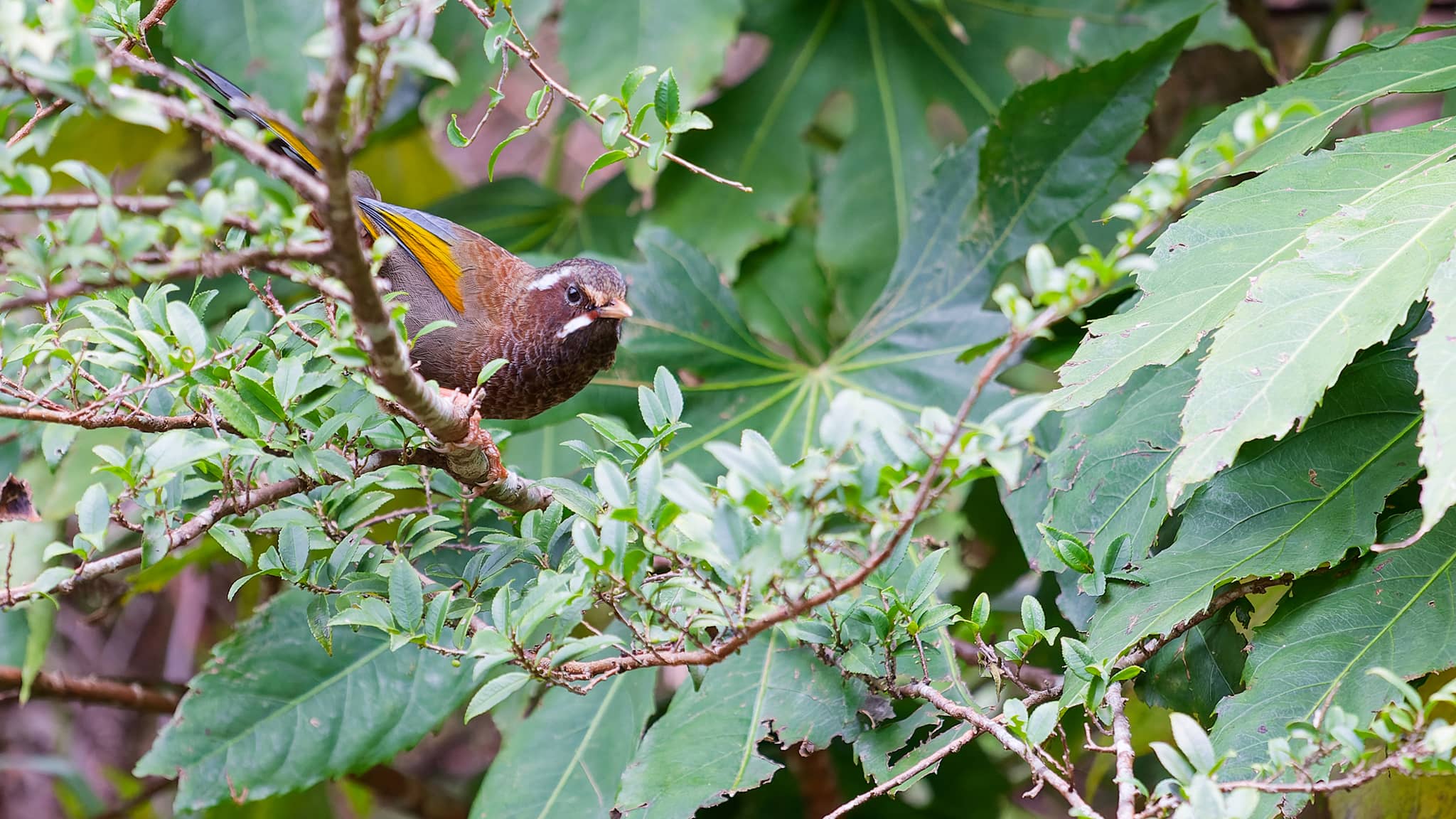 05 - Alishan (64).jpg